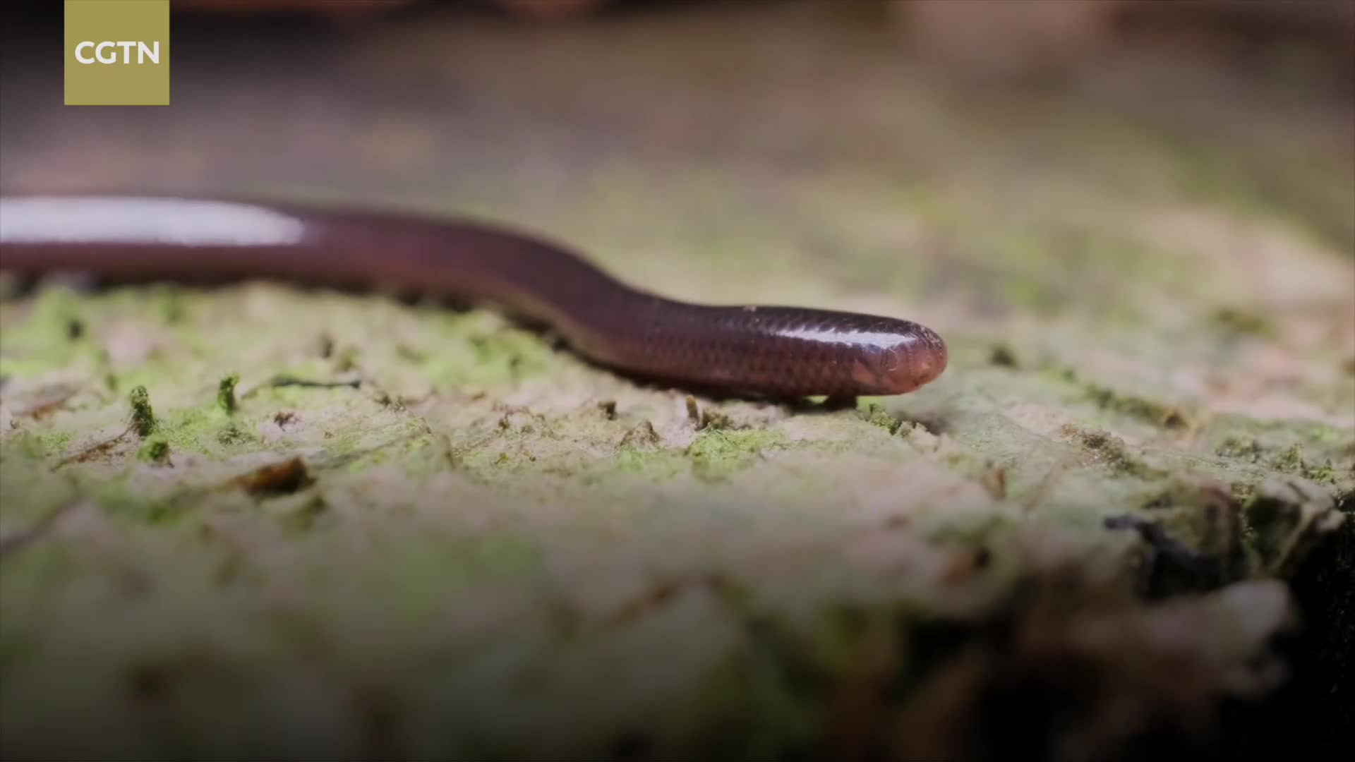 This Snake Doesn't Need Males, and Chinese Scientists Reveal Its Genetic Secrets
