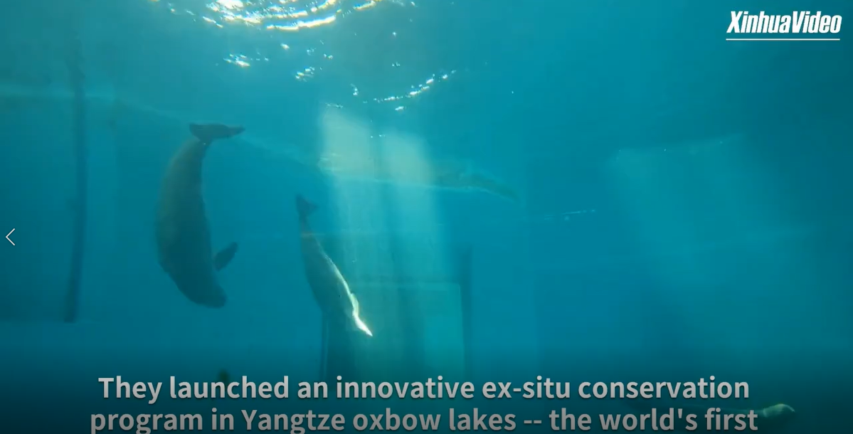 From Brink to Rebound: Saving the Yangtze's Finless Porpoise