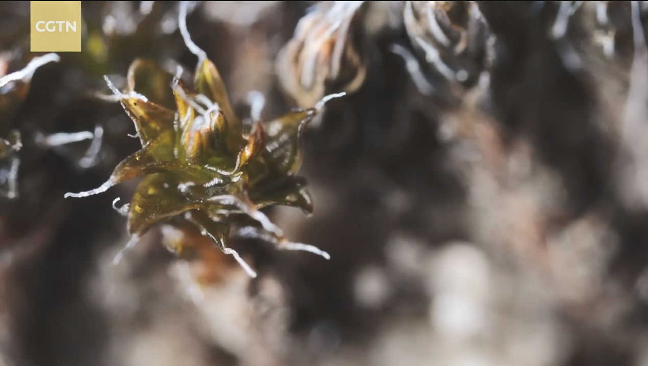 The Miracle of Life in the Desert: The Moss That Might Conquer Mars