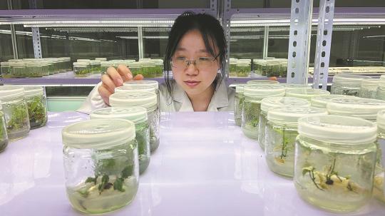 Efforts Pay off on Saving Endangered Plant Species