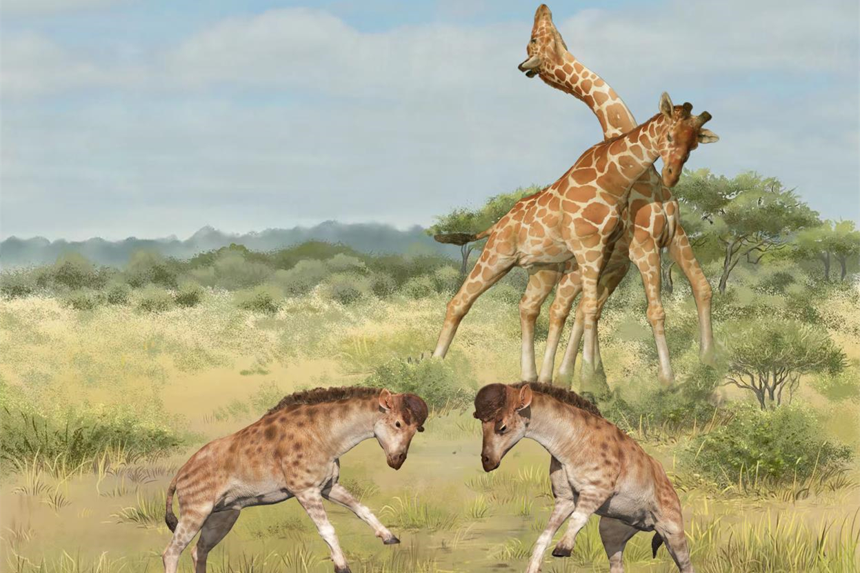 Chinese Study Reveals Evolution of Giraffe's Long Necks