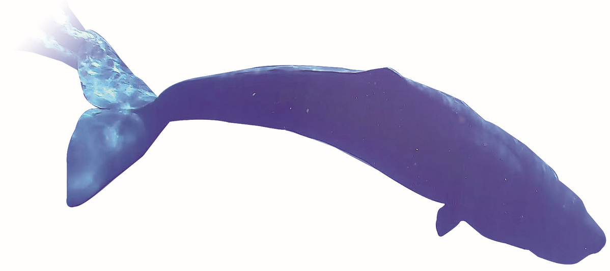 Dedicated Researchers Perform Vital Work to Safeguard Sperm Whales