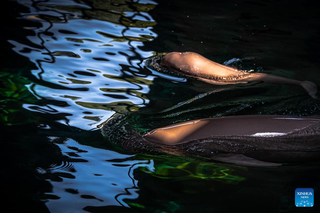 Achievement Made in Artificial Breeding, Reproduction of Yangtze Finless Porpoise