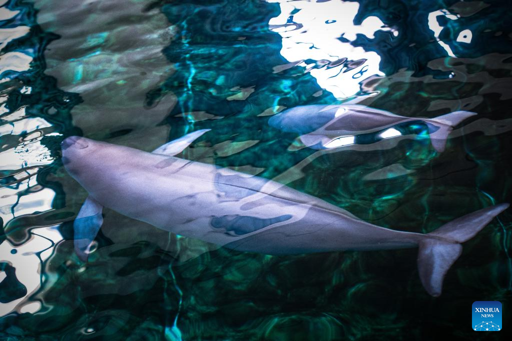 Achievements Made in Artificial Breeding and Reproduction of Yangtze Finless Porpoise