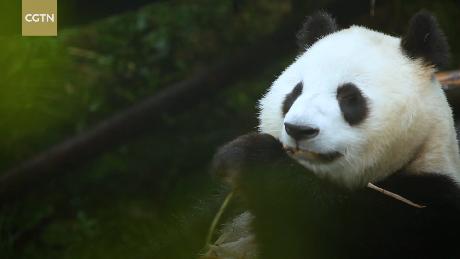 International Space Tech Agreement Reached for Natural Heritage Conservation