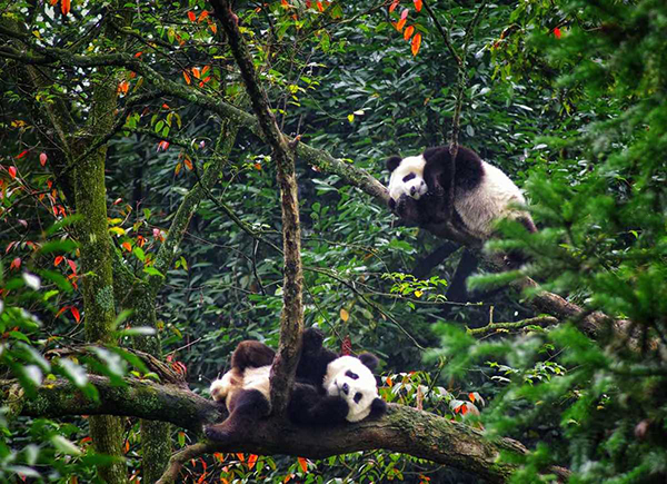 Giant Pandas Ate Bamboo As Early As 7 Million Years Ago, Study Says