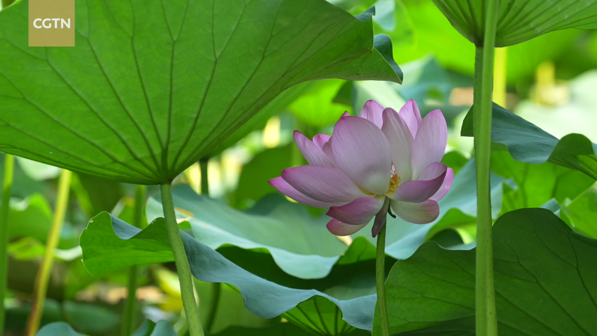 Flowers Bloom in Beijing's National Botanical Garden