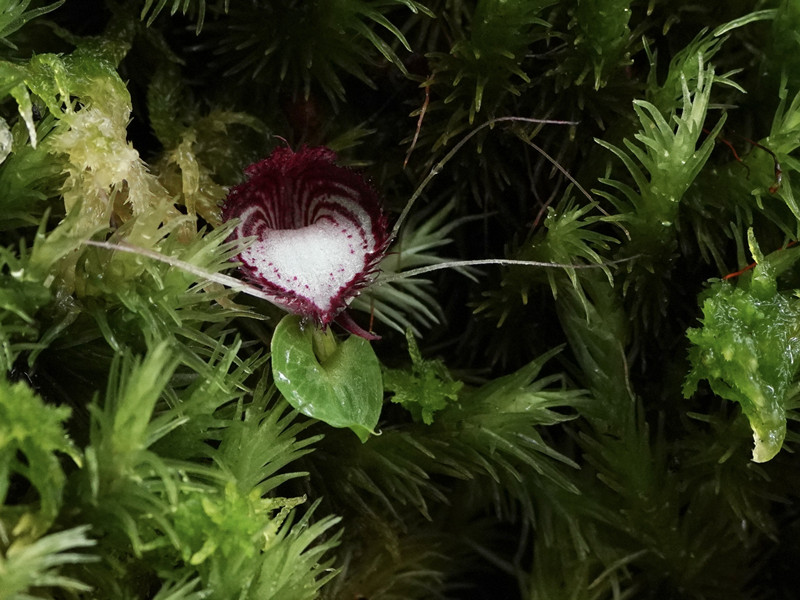 Rare Orchid Blooms in Southwest China
