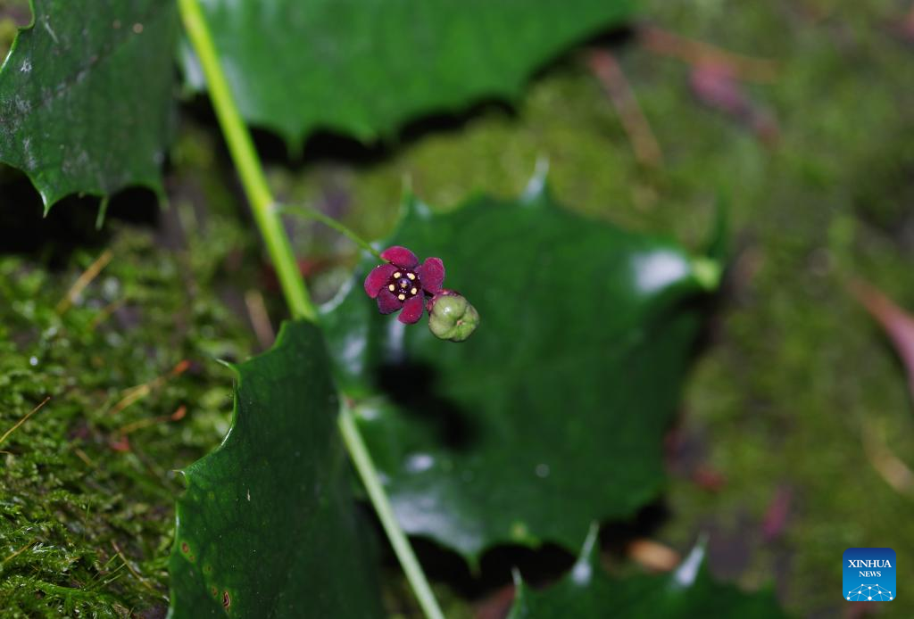 Critically Endangered Plant Rediscovered in SW China