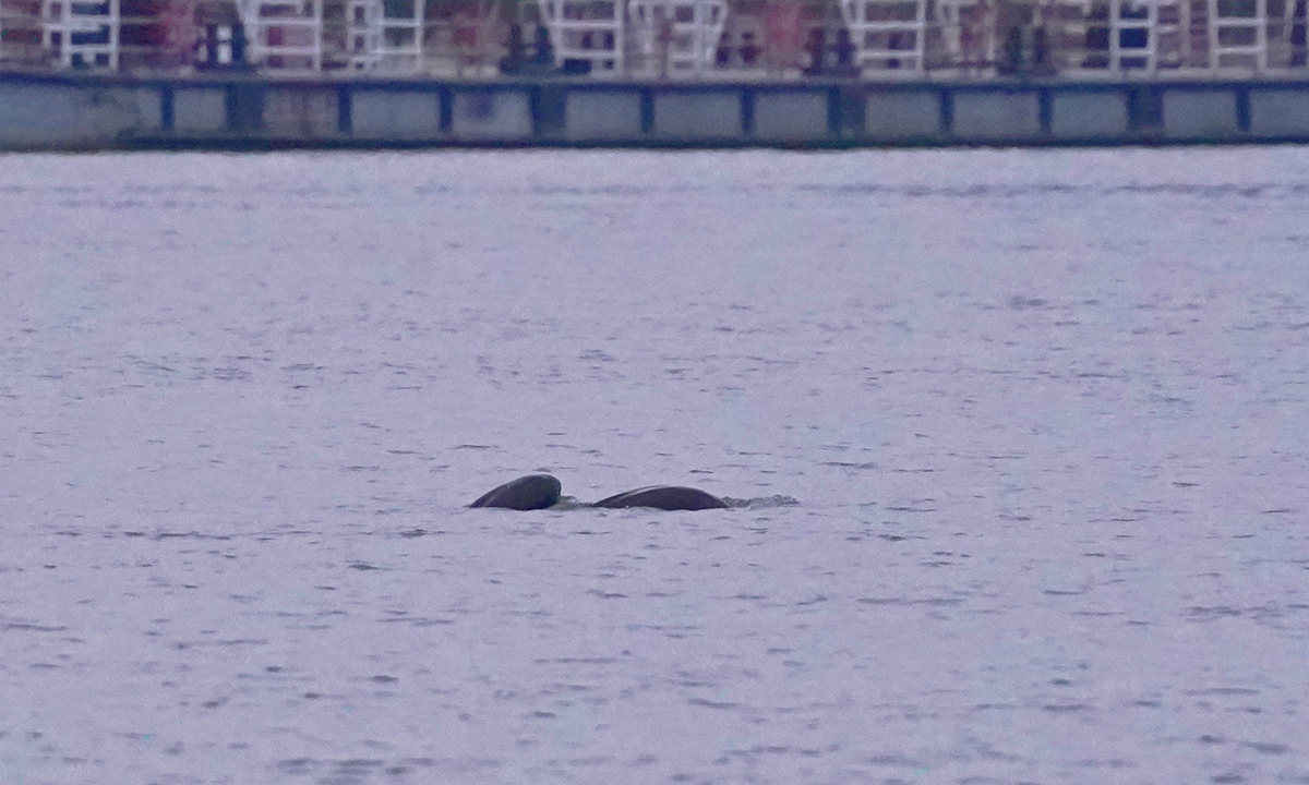 Growing Number of Finless Porpoises Observed in Jiangsu, Indicates Eco Improvement of Yangtze River