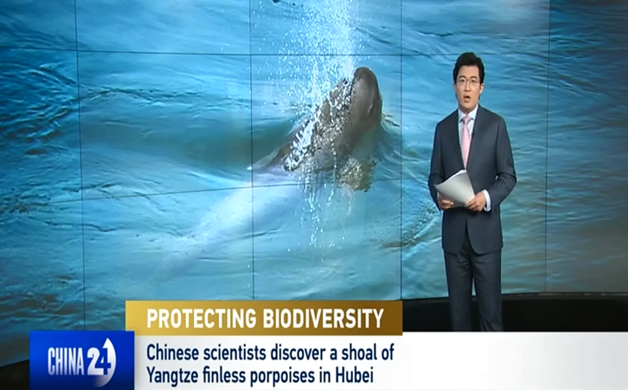 Chinese Scientists Discover A Shoal of Yangtze Finless Porpoise in Hubei