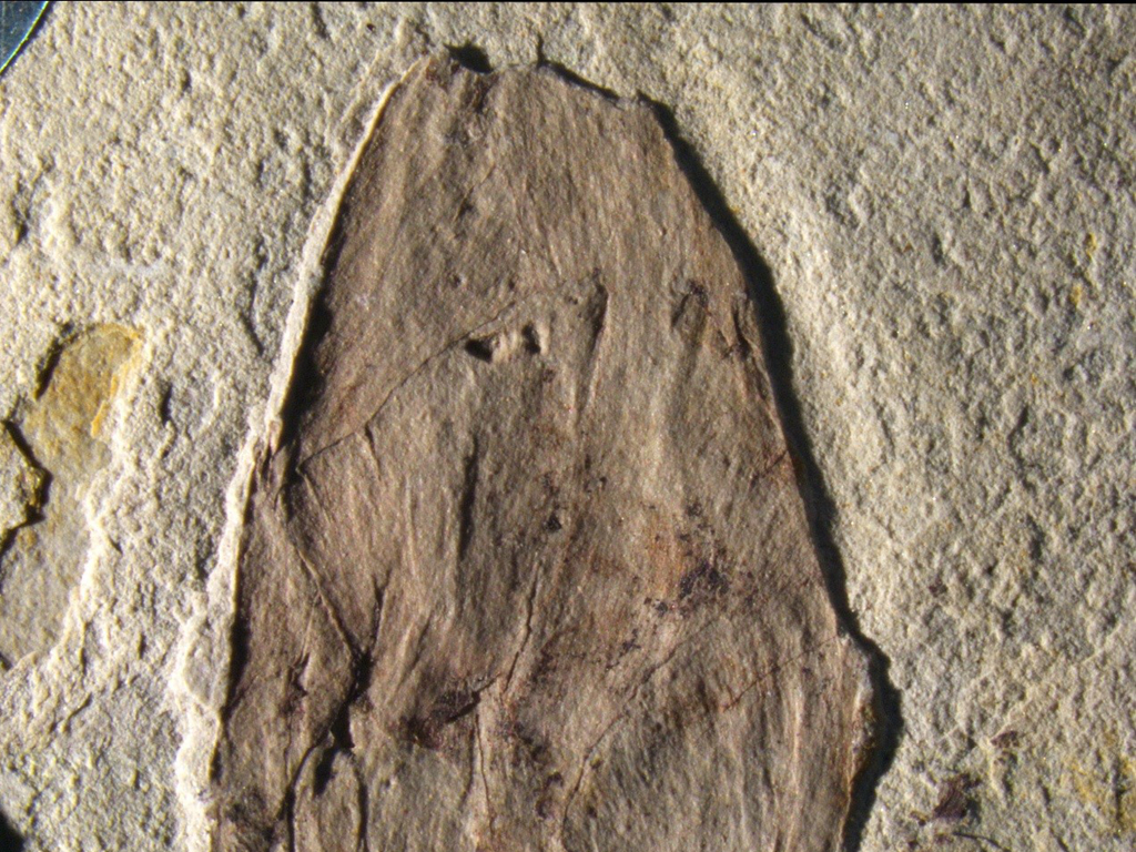 Earliest Flower Bud Fossil from 1.25 Million Years Ago Discovered in China