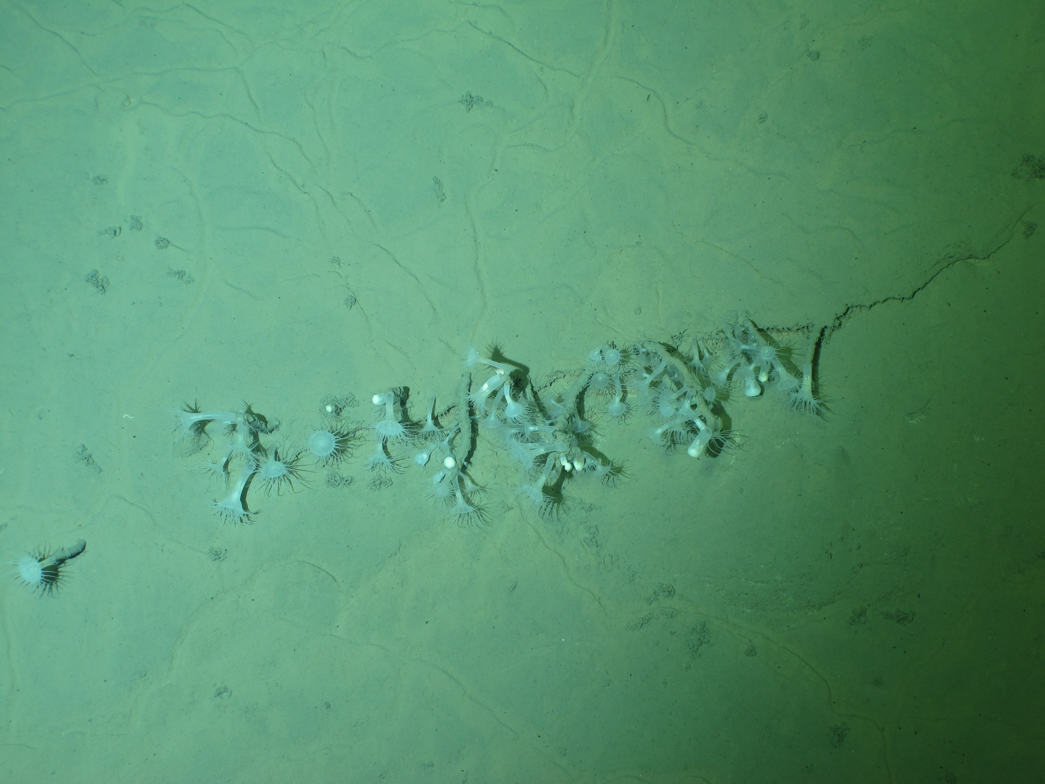 Chinese, New Zealand Scientists Reach Deepest Point in Kermadec Trench