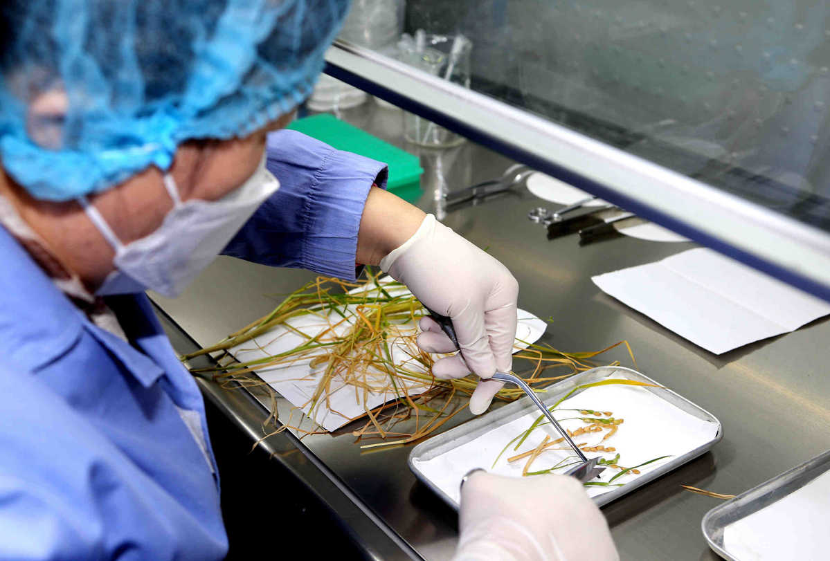 Space Rice Seeds Return from Orbit