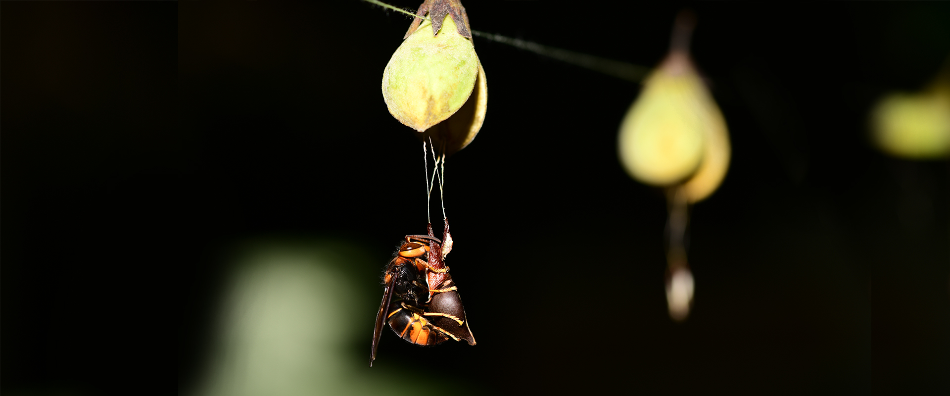 Rapid Seed Dispersal by Hornets Facilitates Reproduction of Agarwood Plants
