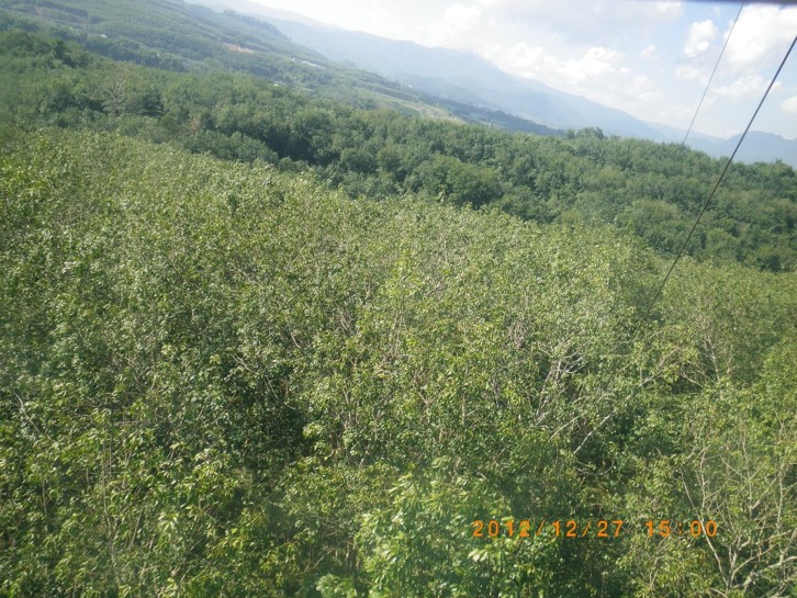 Hail Event Profoundly Affects Growth of Rubber Trees in Xishuangbanna