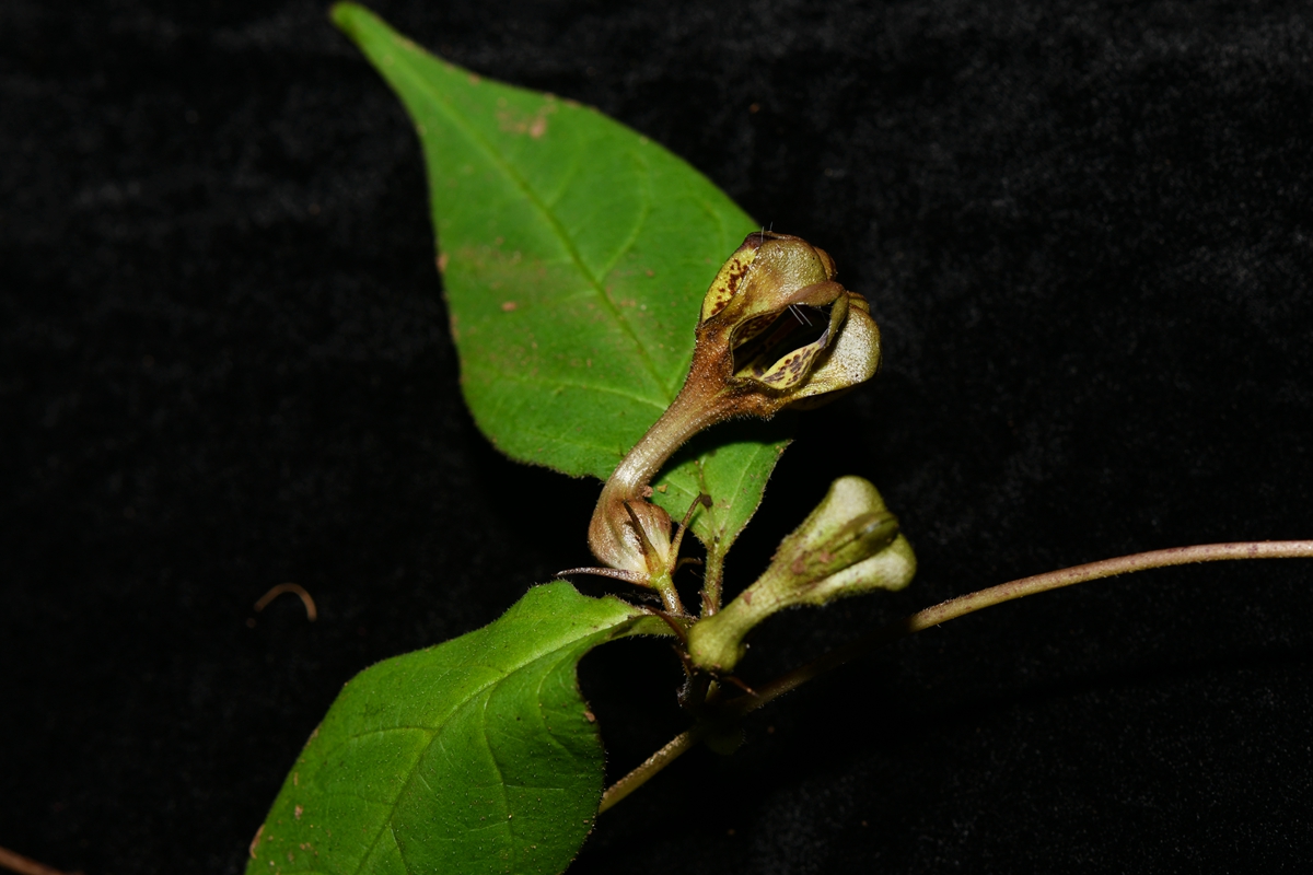 New Species of Dogbane Family Found in Tibet