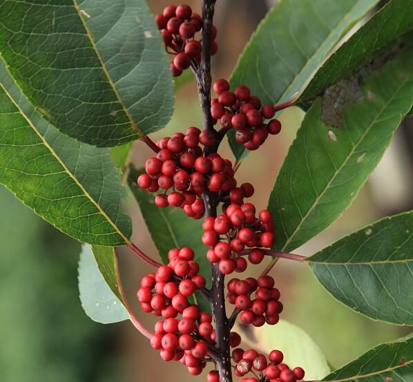 First Chromosome-scale Genome Assembly for Holly Reported