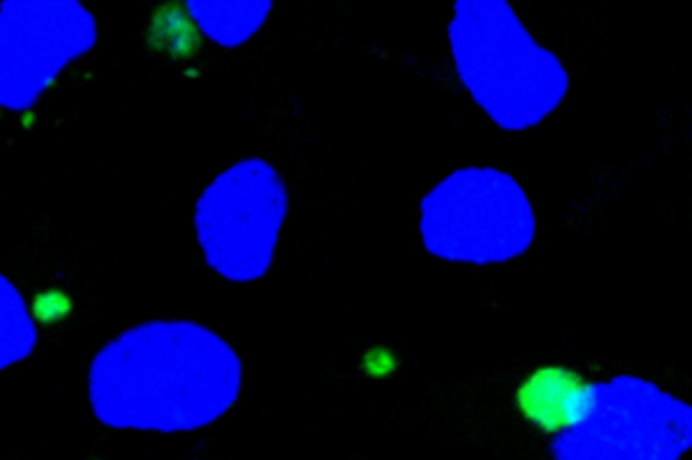 Researchers Identify Replication and Transcription Machinery for Ranaviruses