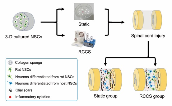 Microgravity Increases Therapeutic Efficacy of 3D Cultured Neural Stem Cells in Repairing Spinal Cord Injury