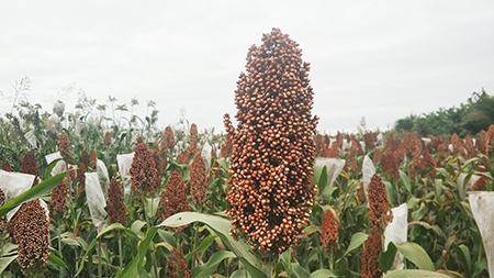 Chinese Scientists First Discover Key Gene Related to Sorghum Glume Coverage