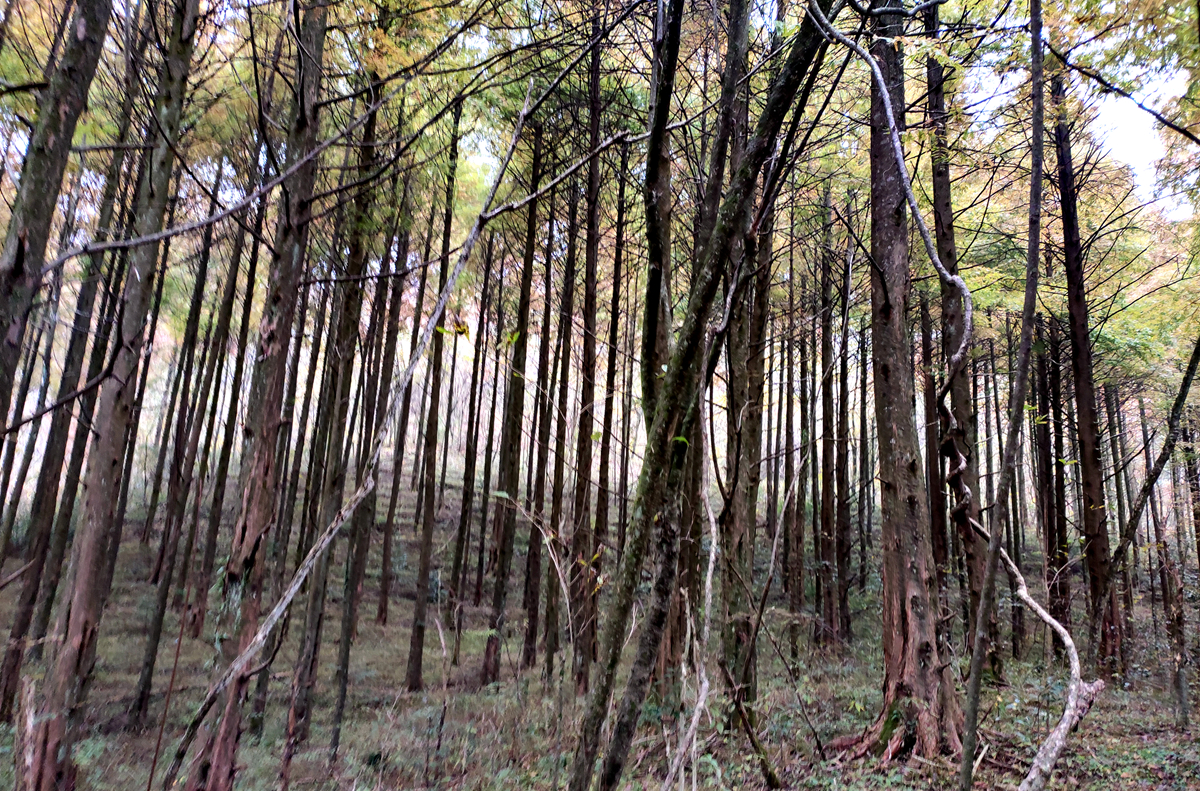 Soil Microbial Stoichiometry Decouples from Soil Microbial Community Structure Regardless of Soil Depth