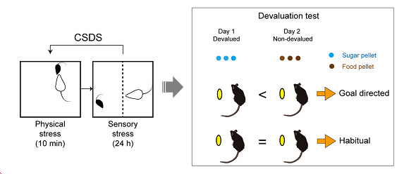 Chronic Stress Alters Decision-making Attitude from Goal-directed Behavior to Habitual One