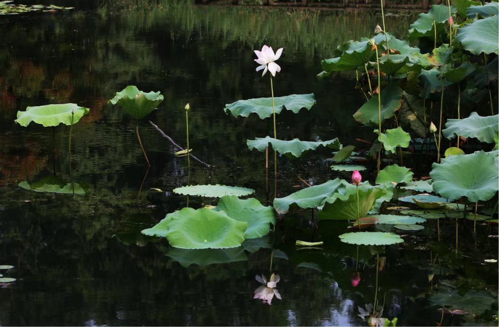 Lotus Leaves Help to Treat Diabetes, Obesity and Inflammatory Diseases