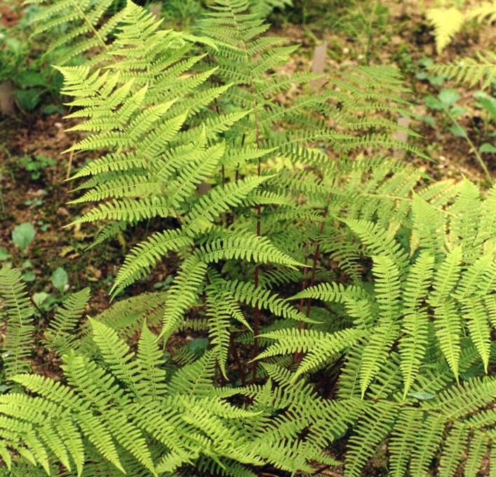 Genetic Structure of Ferns Is Shaped by Ecological Adaptation against Strong Dispersal Capacity