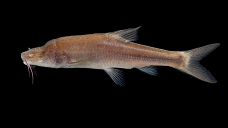 Cavefish Modulate Lipid Metabolism to Adapt to Life in Caves