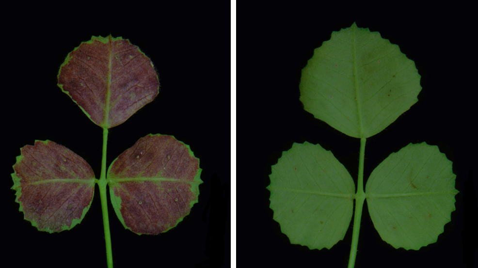 New Target Gene Found for Engineering Anthocyanins in Plants