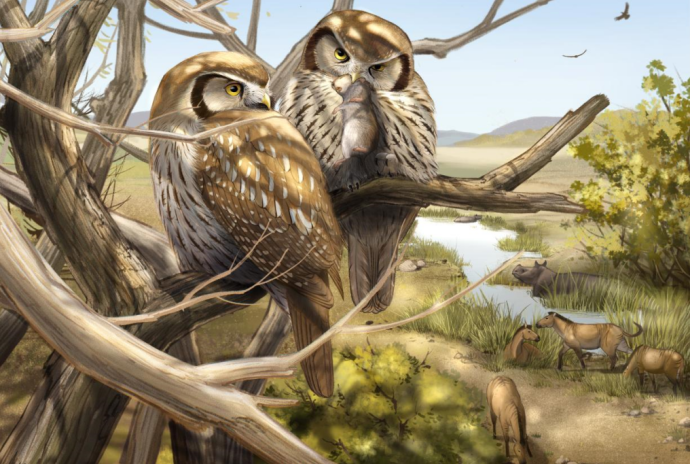 First Fossil of a Daytime Active Owl Found at the Edge of the Tibetan Plateau