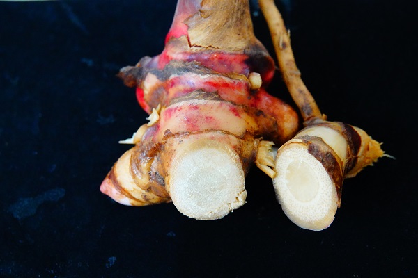 <em>Alpinia hainanensis</em> Has Potentials to Help Treat Ulcerative Colitis: Study