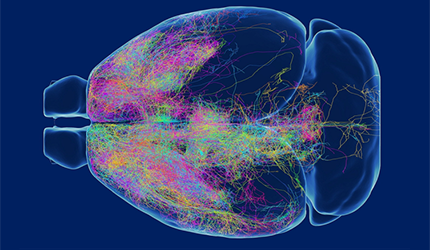 Researchers Reconstruct Largest Single-neuron Projectome in Mouse Brain