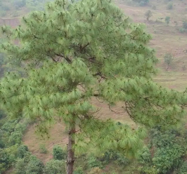 Growth-climate Sensitivity of Two Pine Species Varies with Site-specific Environmental Conditions