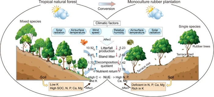 Splash Erosion Shown Higher in Rubber Plantation than Tropical Rainforest