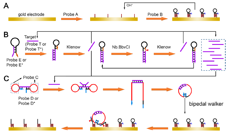 Scientists Develop Novel Circulating Tumor DNA Biosensor