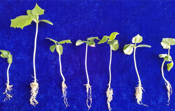 Novel Natural Compound from <i>Aspergillus fumigatus</i> Helps Against <i>Meloidogyne incognita</i>
