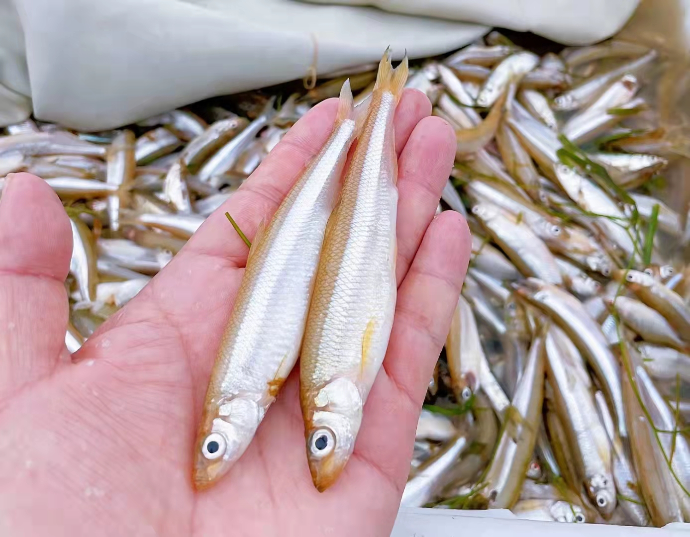 Removing Planktivorous Fish Mitigates Cyanobacterial Blooms in Large Subtropical Highland Lake
