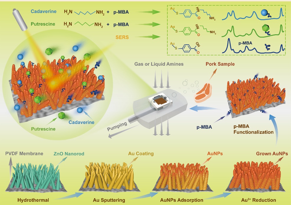 Scientists Develop Highly Sensitive SERS Substrate for Gas Sensing