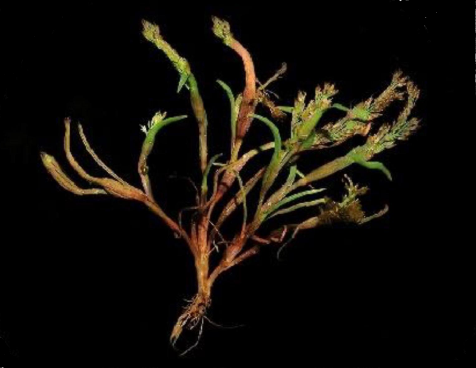 Research Completes Chloroplast Genome of <EM>Coleanthus subtilis</EM>: Protected Rare Species