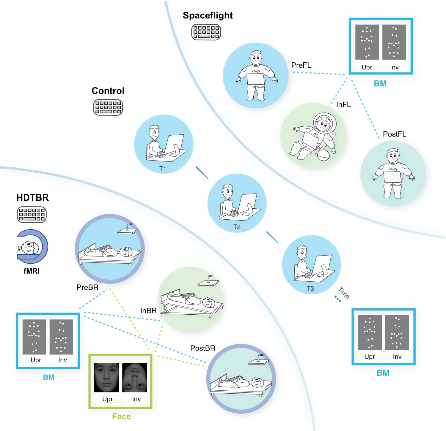 Gravity Shapes Human Visual Perception of Biological Motion