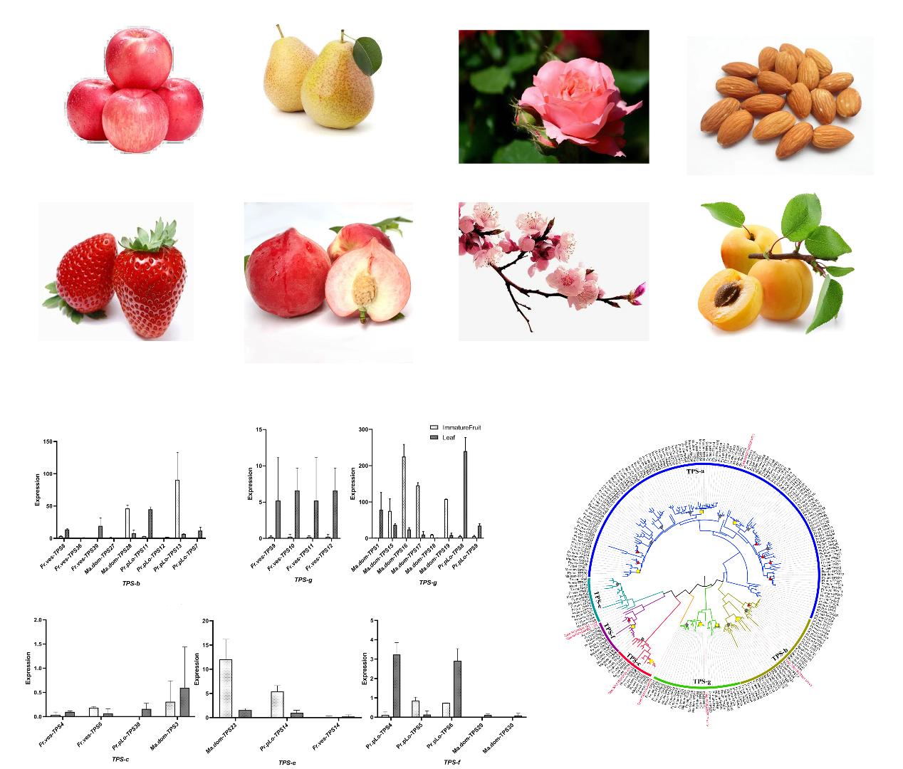 Study of Terpene Synthases Unveils Flavor Secrets of Rosaceae Plants