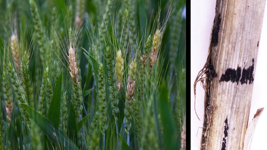 Guarding Food Security: Harnessing Microbiota Functions to Combat Fungal Pathogens in Wheat