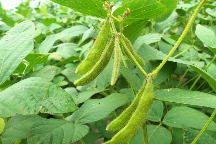 How Does Nematode Infection Activate Plant Defense Response in Soybean?