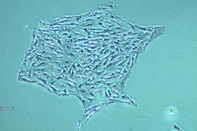 Researchers Isolate Germline Stem Cells in Protogynous Hermaphroditic <EM>Monopterus albus</EM>