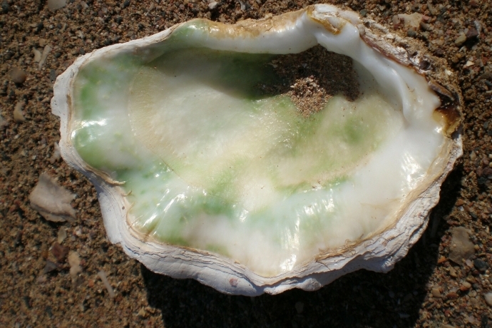 Researchers Propose Highly Effective CRISPR/Cas9-mediated Targeted Mutagenesis in Cultured Oysters