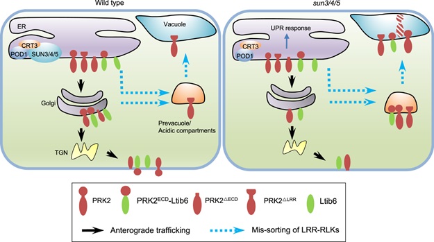 Researchers Discover New Endoplasmic Reticulum Sorting Mechanism
