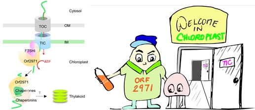 Welcome to Chloroplast: Chinese Scientists Find Mechanism of Chloroplast Protein Translocation and Quality Control