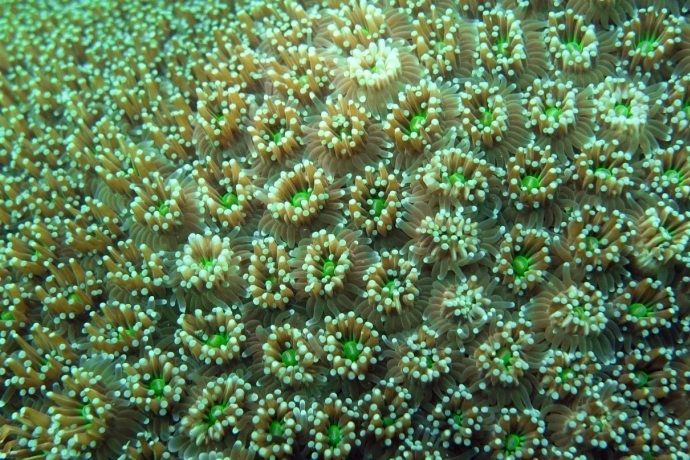 Coral Pathogen Kills Competitors in Coral Microbiota via Prophage Induction